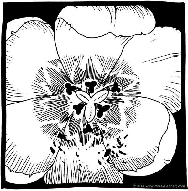 flower-02-www_MarekBennett_com