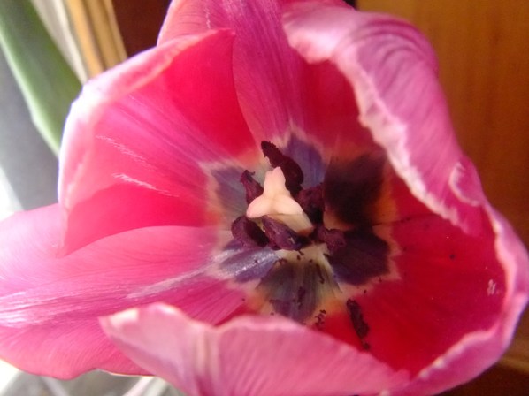 flower-03-www_MarekBennett_com